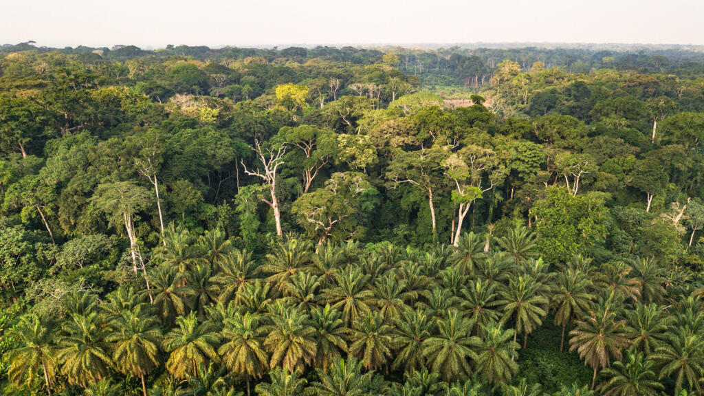 Environnement — Ruée vers l’or vert en RDC : enjeux des crédits carbone